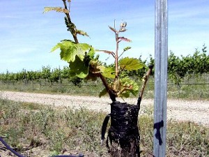 Щеплення для винограду робляться в тому випадку, коли потрібна швидка заміна кращим сортом, ніж виявився посадковий матеріал