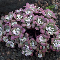 (Aubrieta): акуратні, низькорослі рослини з фіолетовими квітами, яких потрібно обрізати після цвітіння, щоб зберігати компактний розмір