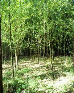Ще однією цікавою формою лісового господарства називається копрікінг, який передбачає видалення довгих, тонких, низькорослих гілок з дерев, таких як ліщина та верба, обережним та шанобливим способом, що не завдає довготривалої шкоди