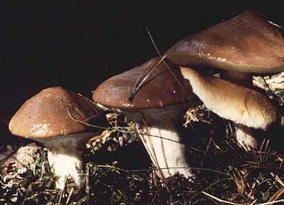 Маслюк (Suillus) - їстівний гриб, який користується в народі любов'ю за відмінний смак і врожайність