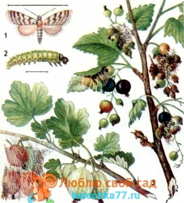 Кущі обприскують настоями рослин з фітонцидами (часник, помідори, хрін, паслін, полин)