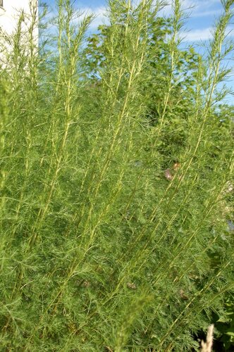 Полин лікувальна (Artemisia abrotanum), або «боже дерево», зростає біля входу в наш будинок