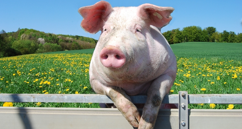 Щоб визначити приблизну масу тварини, зазвичай використовується таблиця ваги свиней