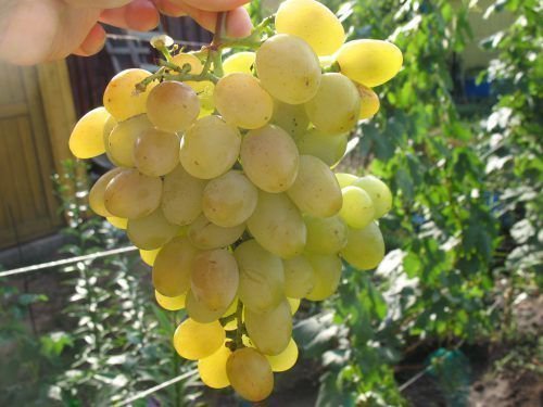В огляді ми розповімо про виноград сорту Восторг мускатний, його характеристики та особливості культивації в вітчизняних умовах