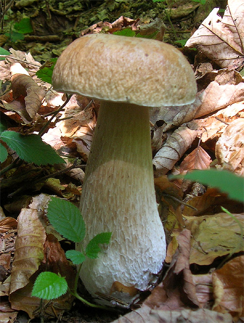 Білий гриб любить і вміє ховатися в мохах, в опалому листі, за перетлевшім хмизом, в лісовому «смітті»