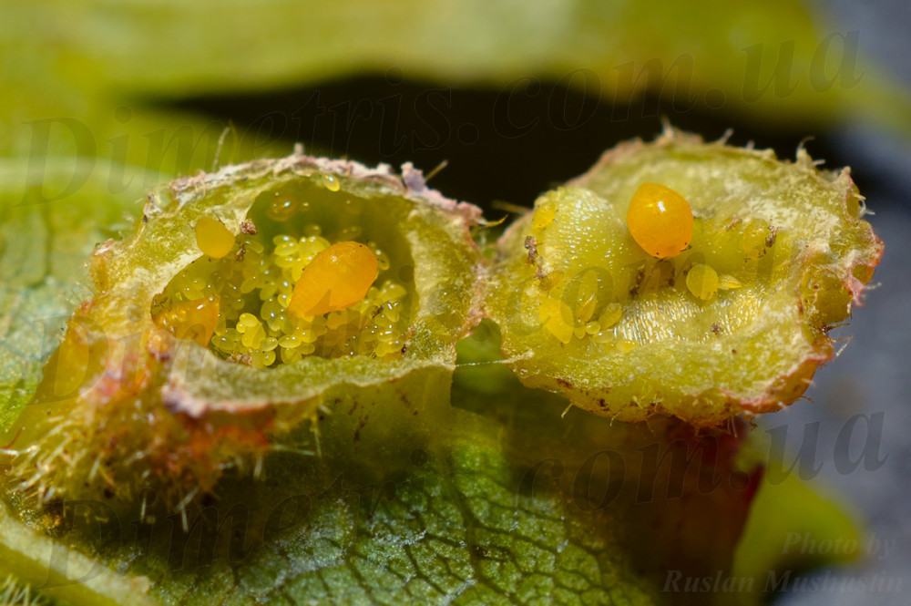 Усередині безкрилі самки, яйця і личинки філоксери виноградної