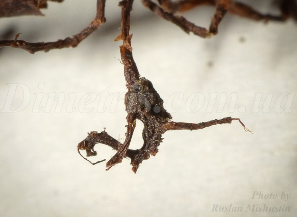 Нодозітет і туберозітет