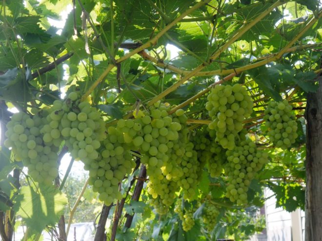Одним з найбільш стійких сортів є виноград пліви