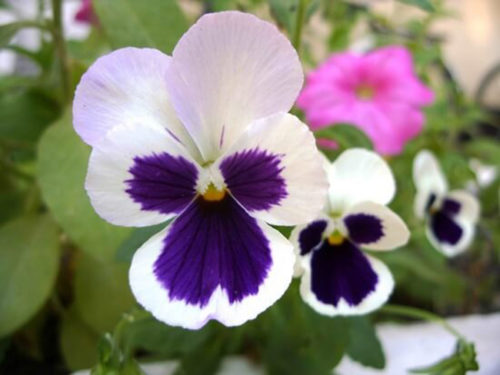 Квіти до 5 см в діаметрі мають верхні білі пелюстки, відігнуті назад, і нижні оксамитові фіолетові