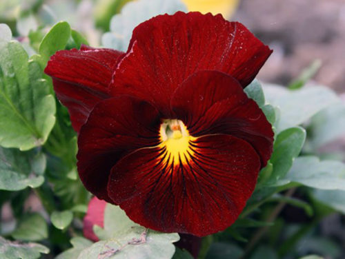 Являє собою крупноцветковий сорт з квітами яскраво-червоного відтінку, а також з обов'язковим жовтим оком в центрі