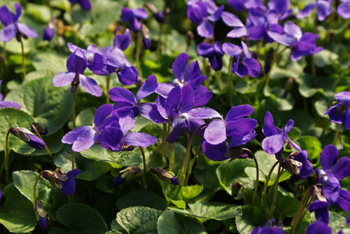 Квіти цього сорту пофарбовані в темно-фіолетового відтінку