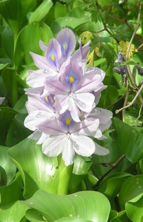 Водний гіацинт (Ейхорнія) - дуже корисний і красивий квітка для декоративних водойм