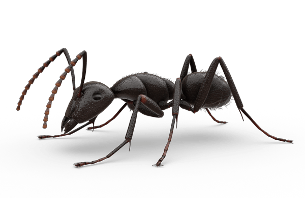 Відчувши неприємний для себе запах, мурашки не стануть чіпати дерева