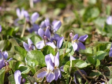 Фіалка пармская або Viola odorata var