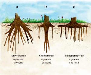 Крім того, коренева система деяких рослин здатна змінюватися