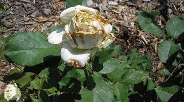 Як і всі культурні рослини, троянди страждають від хвороб і уражаються шкідниками
