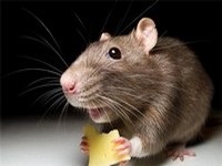 Дізнайтеся про те, як вивести   мишей з квартири   і не допустити повторної появи гризунів