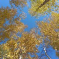 Колективна робота «Осіння береза»   Розглядаючи на прогулянці осінні дерева дуже захотелосьтакую ​​красу зобразити