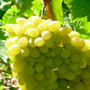На Керченському півострові «оксамитовий сезон» трапляється не кожен рік, але багато сортів винограду дозрівають вже в серпні