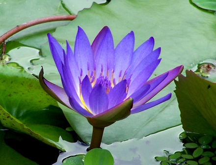Рослина Блакитний Лотос, або Nymphaea Caerulea, має й інші назви: Блакитна Лілія, Нільська або Єгипетська лілія, Blue Lotus