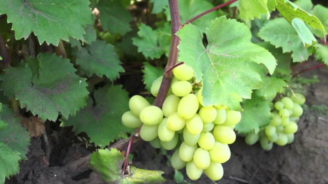 Клімат в Запоріжжі сприяє вирощуванню винограду - літо тепле, як і зима