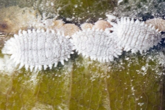На виділеннях червців поселяються грибки