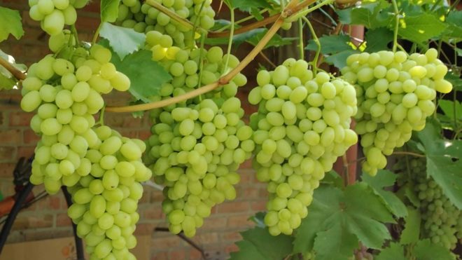 На думку початківців і досвідчених садівників, одним з найпопулярніших сортів янтарного винограду є сорт «Лора»