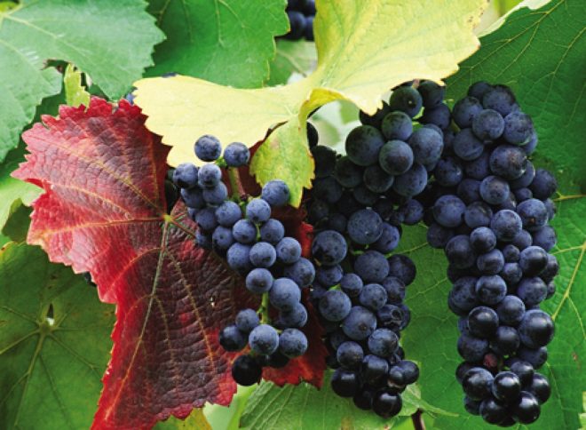 До посадочних робіт слід визначитися з сортовий приналежністю виноградного рослини
