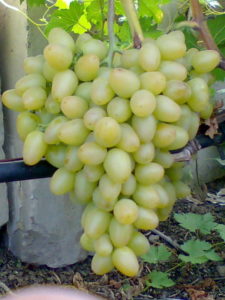 Дозрівання винограду відбувається на 117-124 день від розкриття нирок і появи на лозі листочків