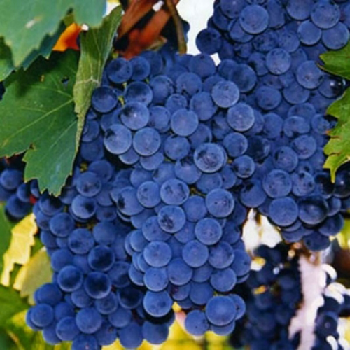 У наш час власники дачних ділянок навряд чи відмовляться від можливості виростити домашній виноград Ізабелла