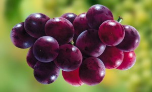 З усіх найбільше застосування знаходить вид Vitis vinifera (виноградна лоза, що дає вино), що виник в Центральній Європі і країнах Середземномор'я