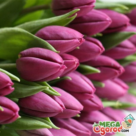 Кілька порад з вирощування тюльпанів