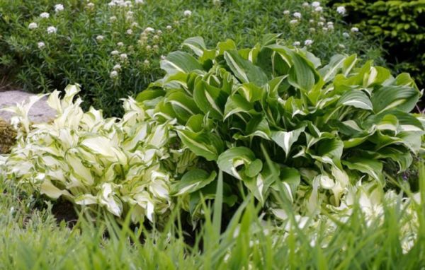 Хоста зараз дуже популярна серед садівників, а ще 10-15 років тому рослина було відомо тільки у вузьких колах флористів, які використовували багату листя хости в букетах і композиціях