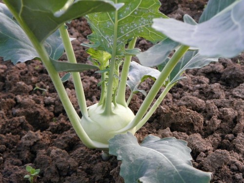 Особливості вирощування та догляду за капустою кольрабі