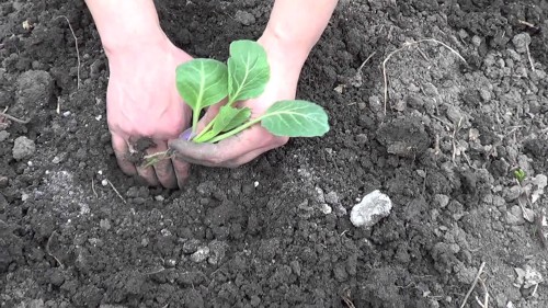 Як садити капусту кольрабі