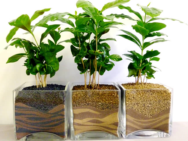 Основні правила, як вирощувати кавове дерево в домашніх умовах