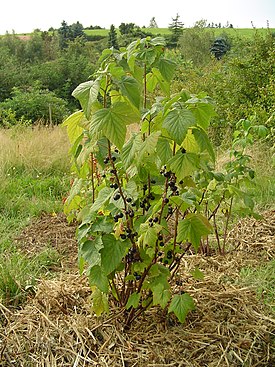 смородина чорна   Загальний вигляд дорослої рослини   наукова класифікація   Міжнародне наукове назву   Ribes nigrum   L