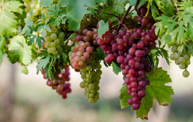 Виноград це ягода або фрукт
