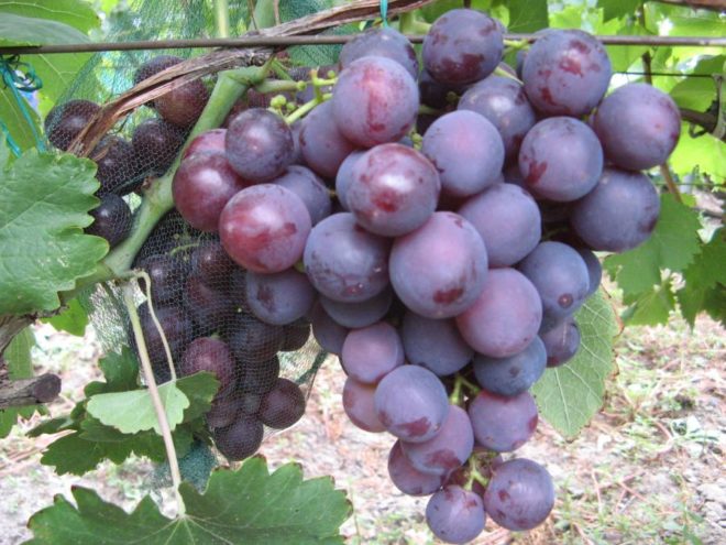 Виноград вважається одним з найбільш поширених і популярних плодів, яке на сьогоднішній день культивується по всьому світу