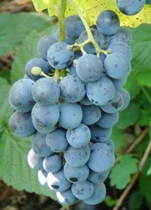 Сапераві - класичний сорт винограду для виноробства, в Грузії він залишається одним з найпоширеніших