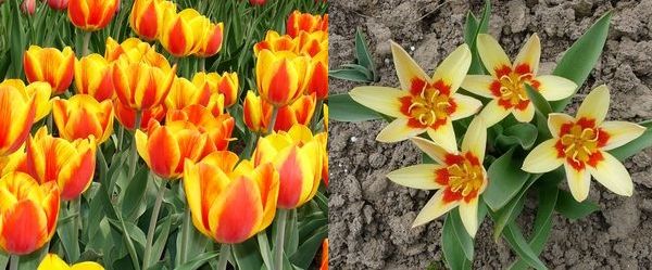 Різновидів тюльпана існує незліченна безліч, можна виділити основні групи, які об'єднують в собі схожі види тюльпанів