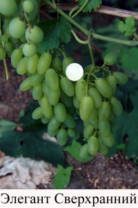Характеристика сорту винограду «Елегант сверхранний»