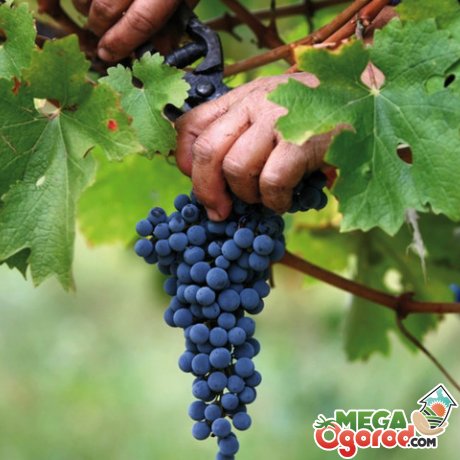 Способи зберігання грон винограду
