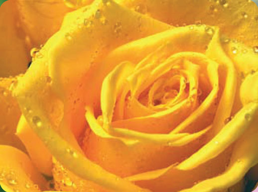 Розотерапія    Вважається, що троянда - перша квітка, з якого було видобуто ефірне масло