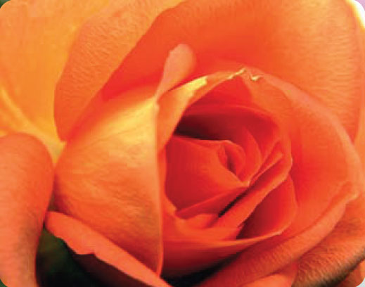 Радуга ароматів    Скільки троянд - стільки й різних їх ароматів