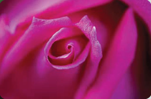 Рожево-пурпурова троянда    Навіть якщо не брати її в руки, а лише дивитися, ця троянда здасться вам колючим, а її колір - занадто різким і нудотним