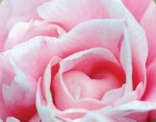 Ніжно-рожева троянда    Даруючи її, коханий просить: «Повір мені»