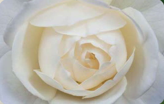 Біла троянда    Символ непорочної чистоти