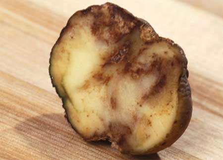«Картопляна чума» або   фітофтороз   практично щорічно в тій чи іншій мірі   вражає посадки картоплі