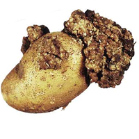 Ще одна небезпечна грибкове захворювання - це рак картоплі